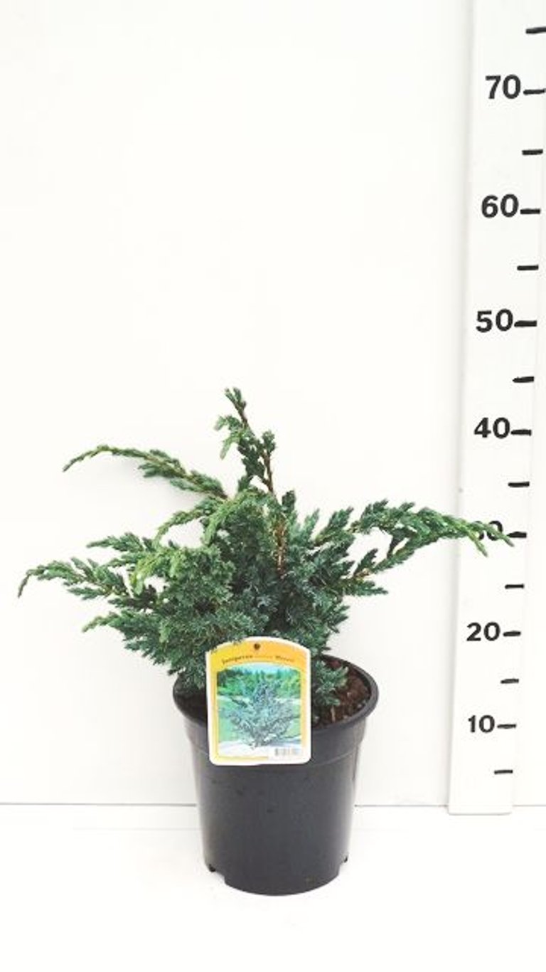 Juniperus squamata 'Meyeri' - C3 25-30 CM